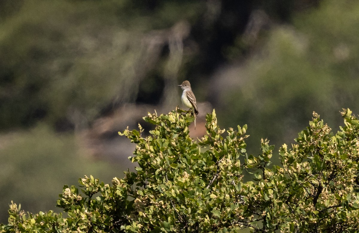 Ash-throated Flycatcher - Roger Adamson