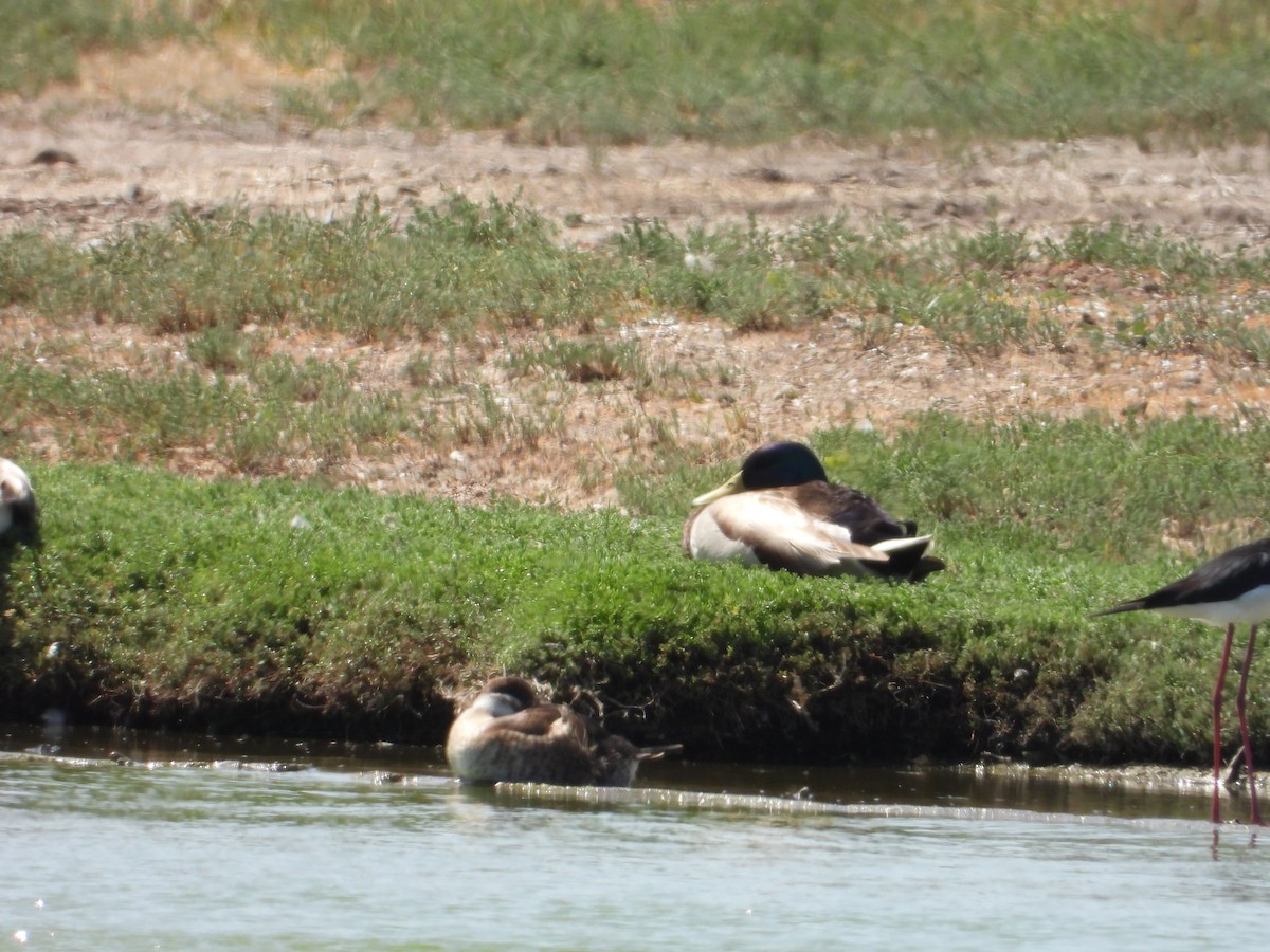 Mallard - ML439801161