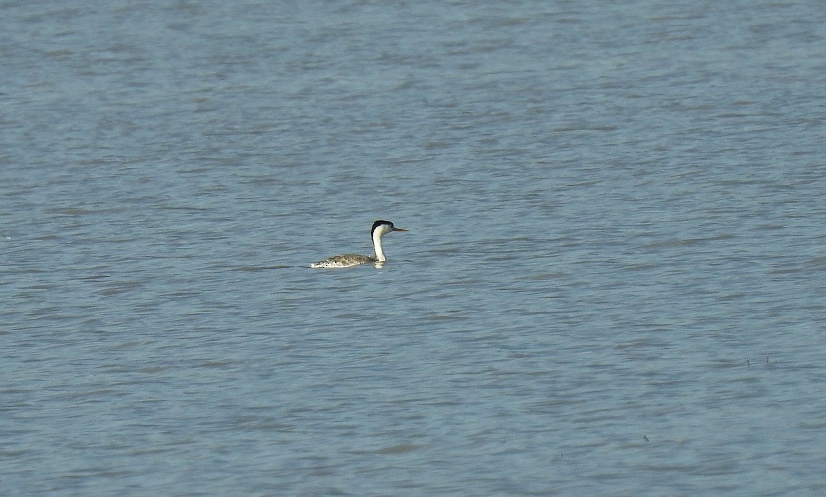 Clark's Grebe - ML439801411