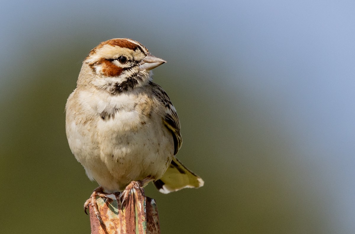 Lark Sparrow - ML439801501