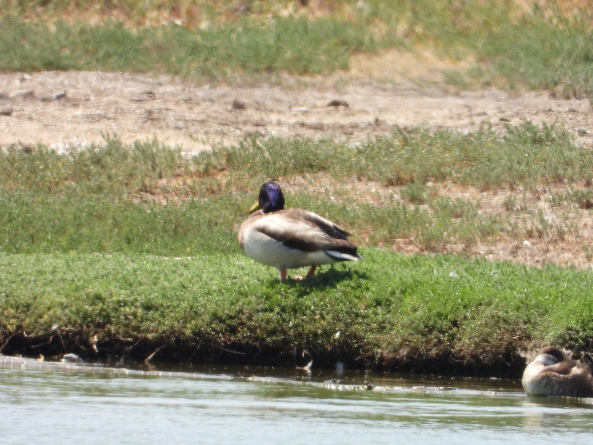 Mallard - ML439801521