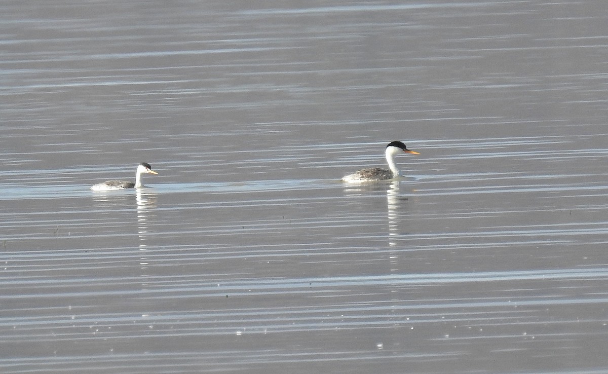 Clark's Grebe - ML439801561