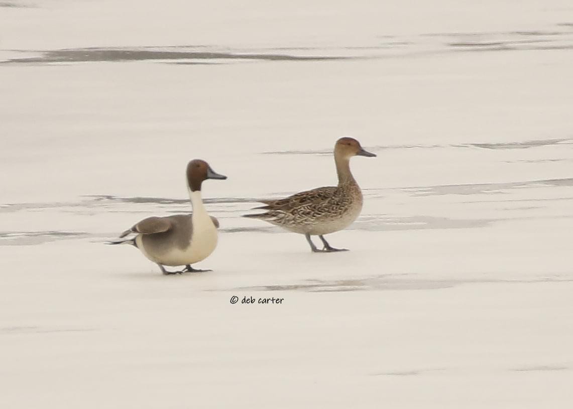 Northern Pintail - Deb Carter