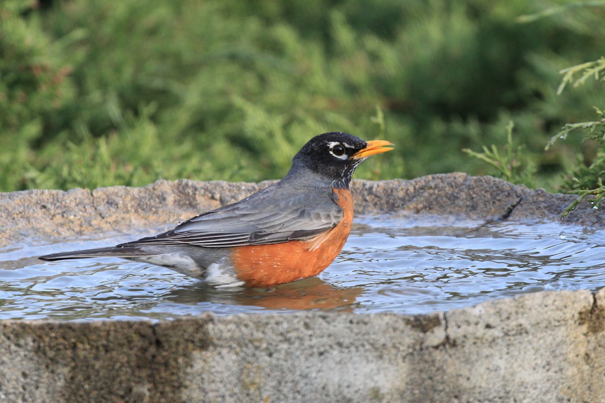 American Robin - Andrew Thomas 🦅🪶