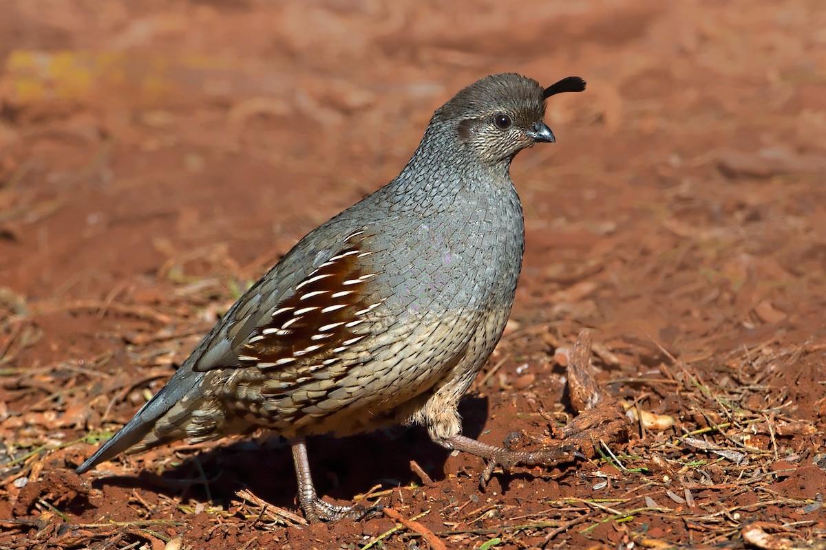 Gambel's Quail - ML43980381