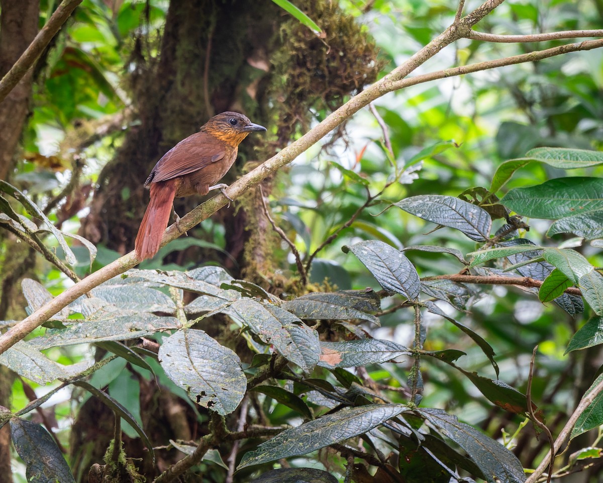 Streak-breasted Treehunter - ML439804651