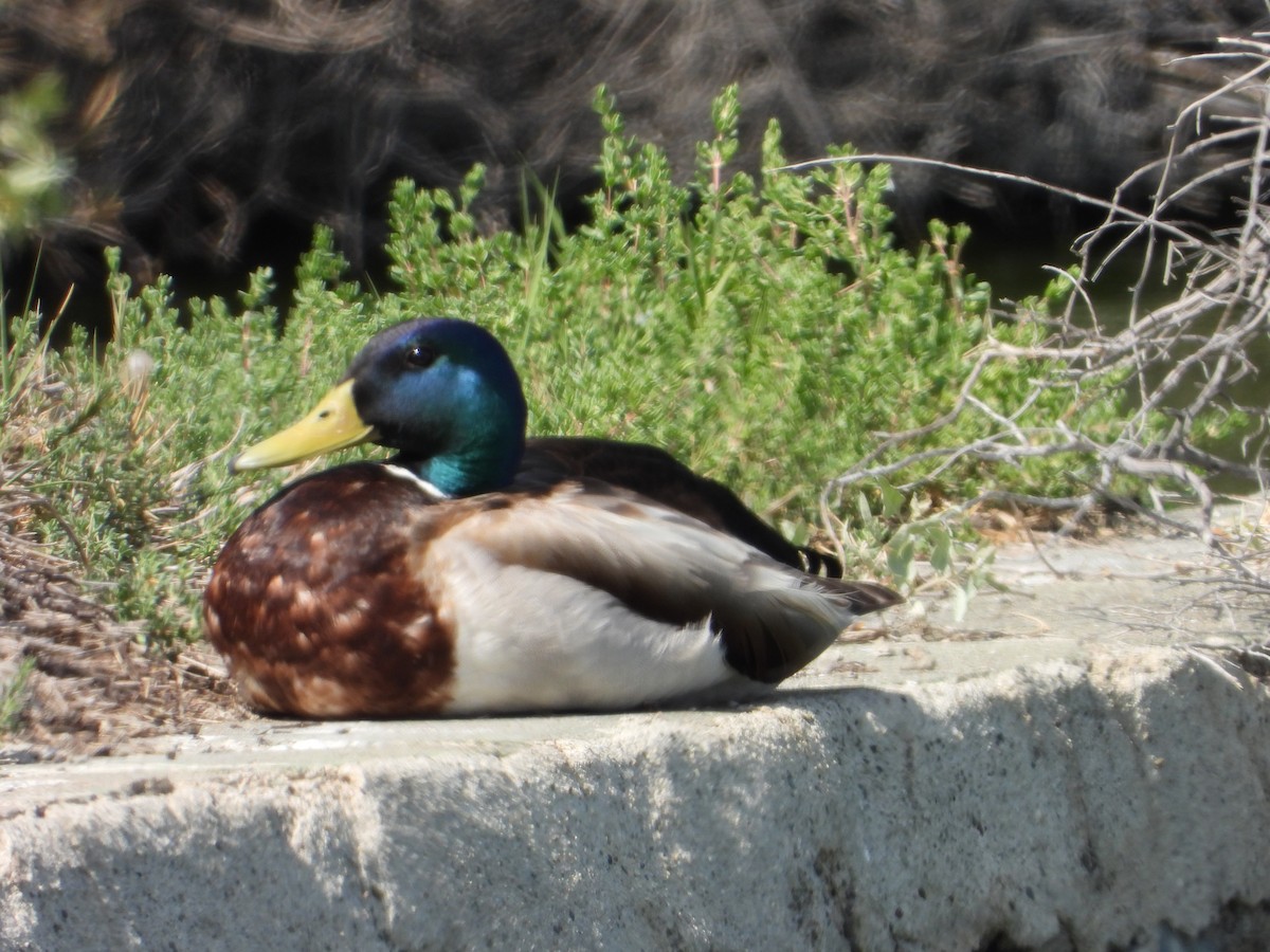 Mallard - ML439805621