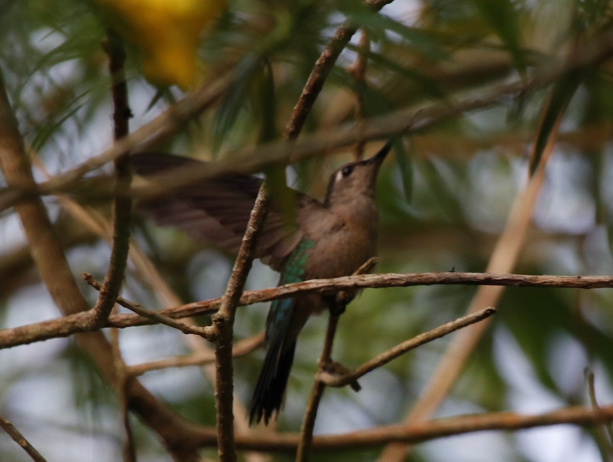 Wedge-tailed Sabrewing - ML439806061