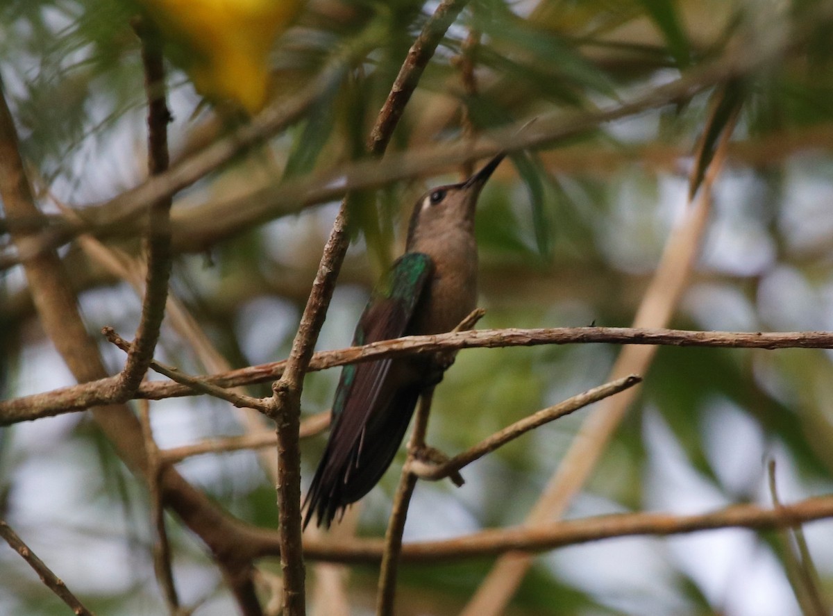 Wedge-tailed Sabrewing - ML439806111