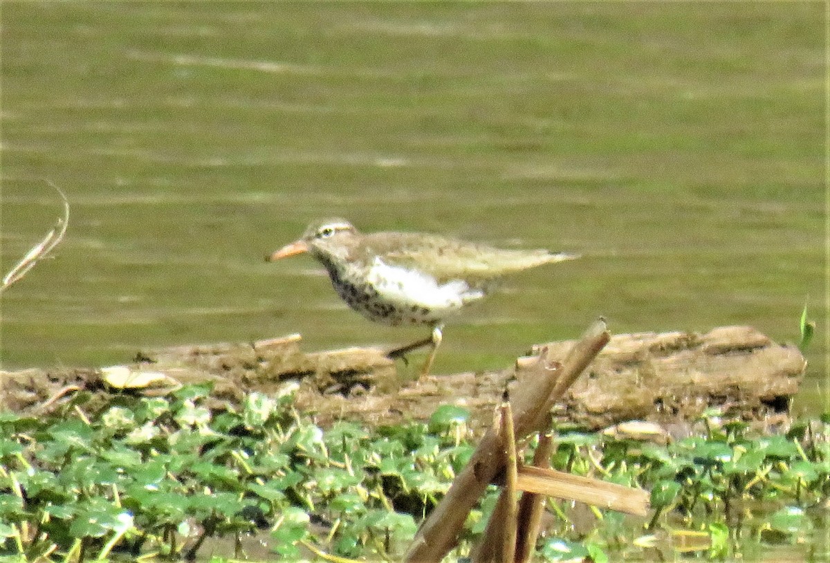 Spotted Sandpiper - Alex Grant