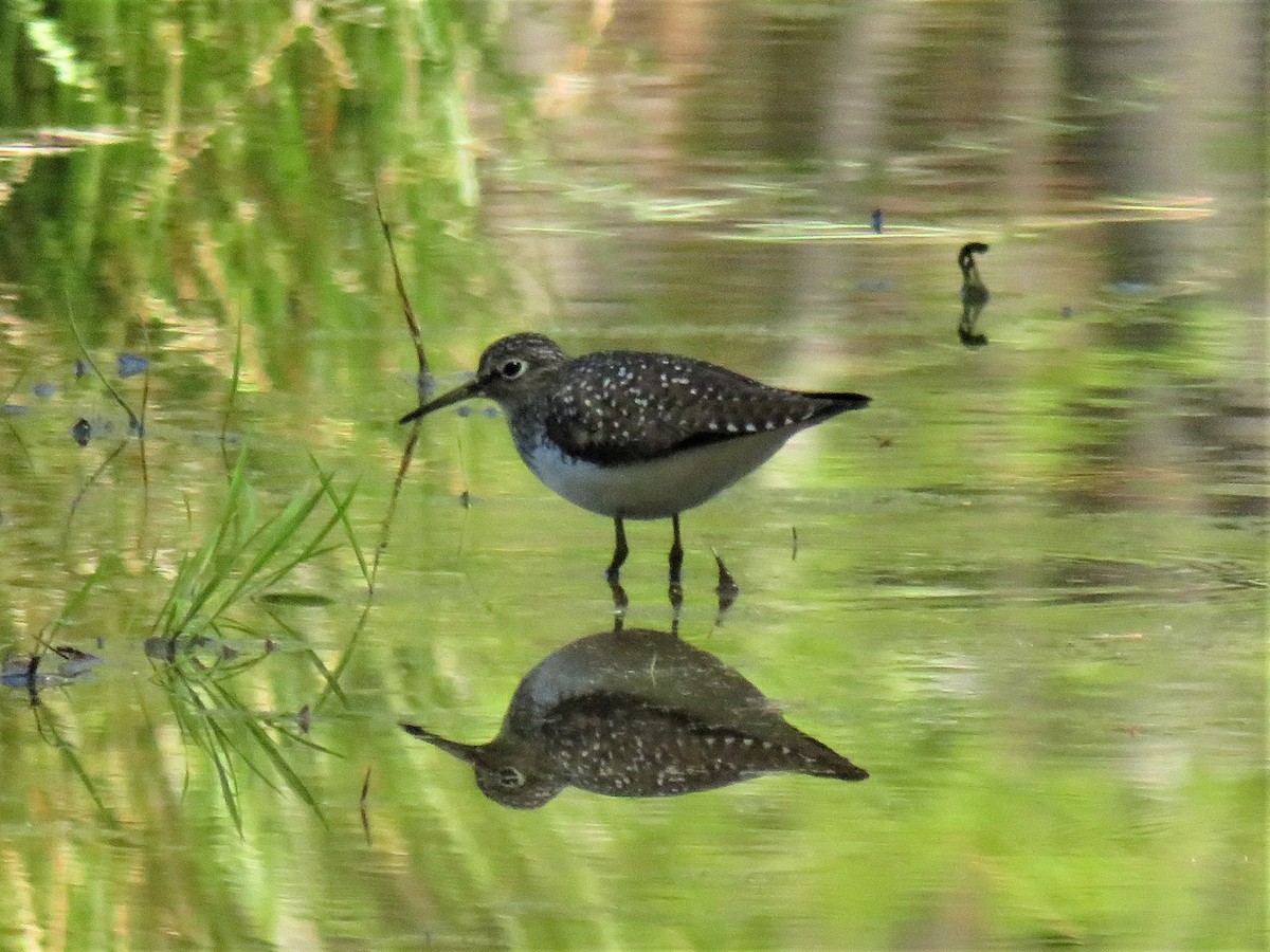 Solitary Sandpiper - Alex Grant