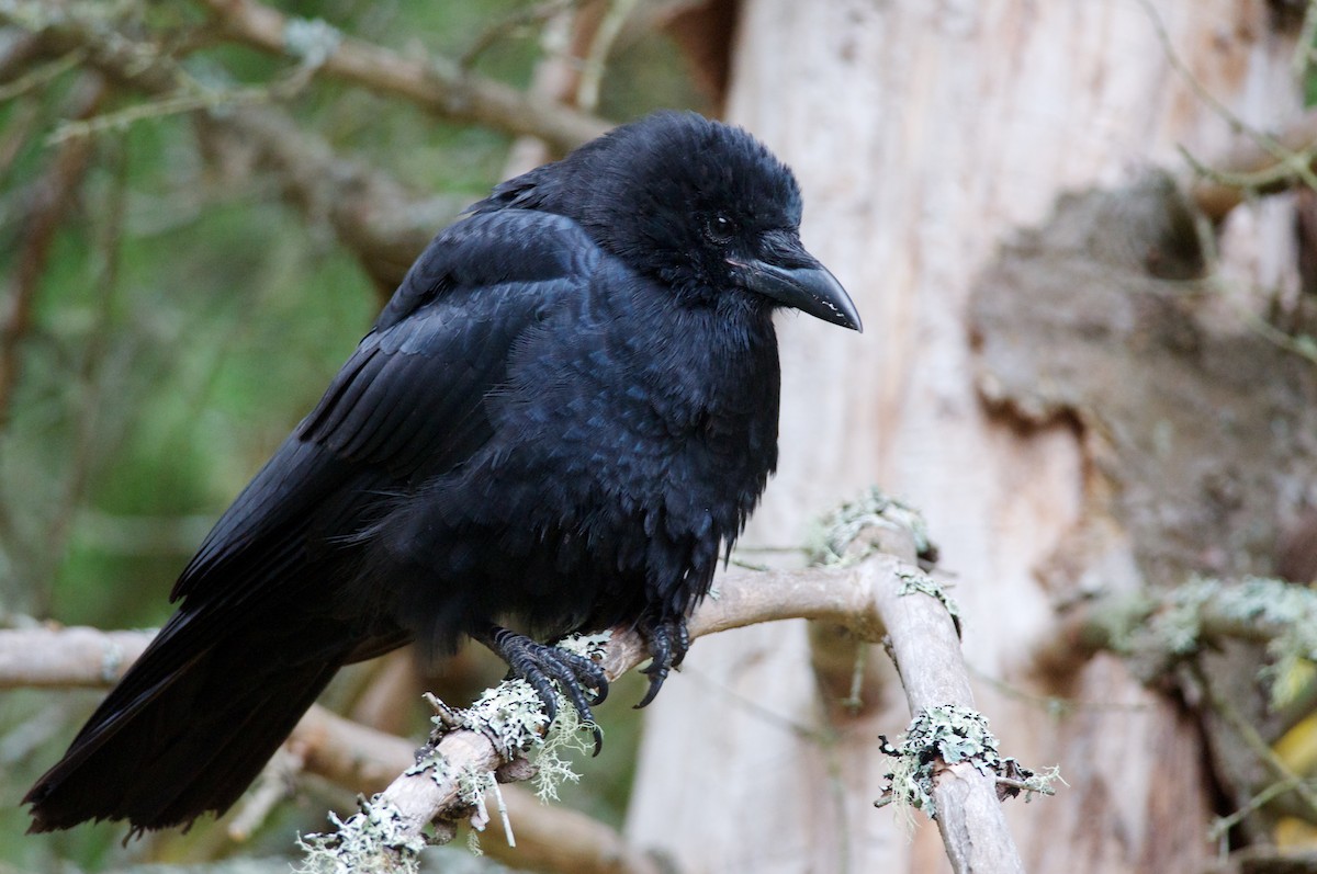 American Crow - Amanda Guercio