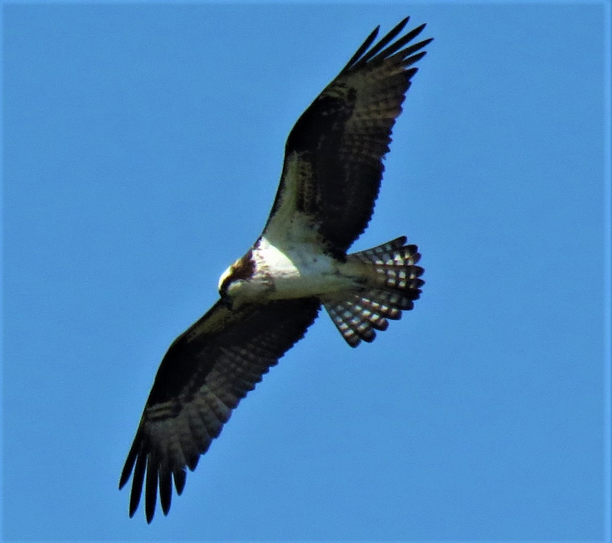 Águila Pescadora - ML439806611