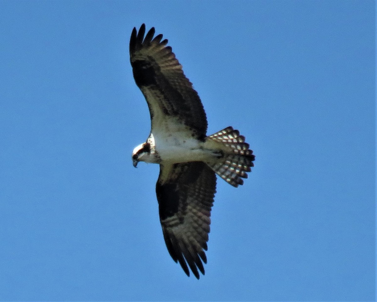 Balbuzard pêcheur - ML439806621