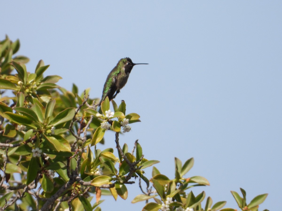 Anna's Hummingbird - Bill Holland