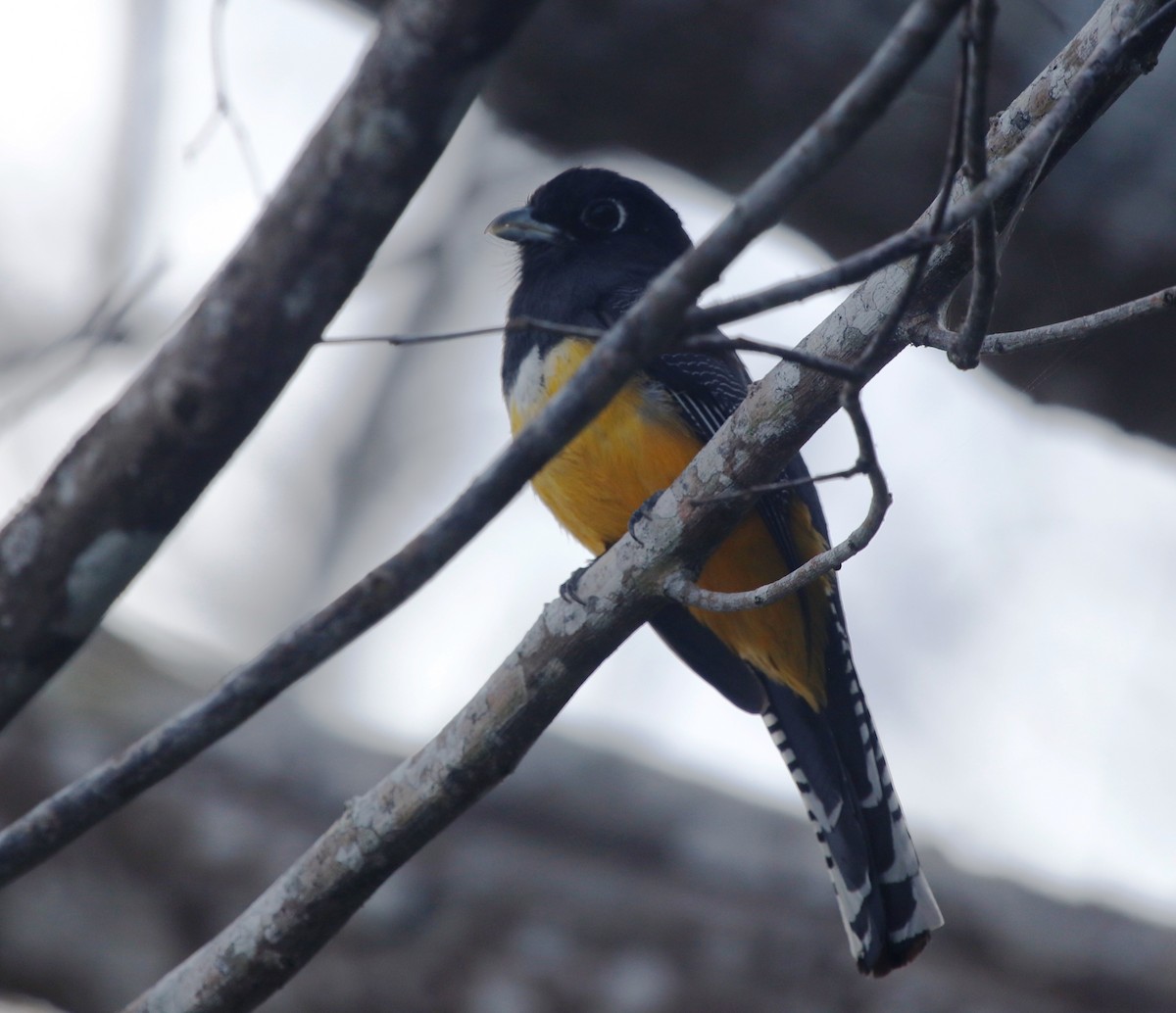 Gartered Trogon - ML439807381