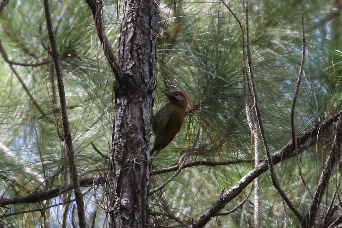 Golden-olive Woodpecker - ML439807411