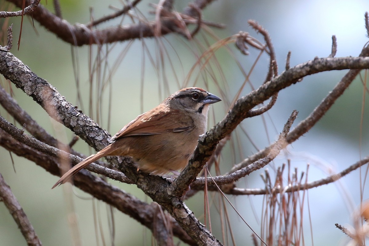 Rusty Sparrow - Dave Beeke