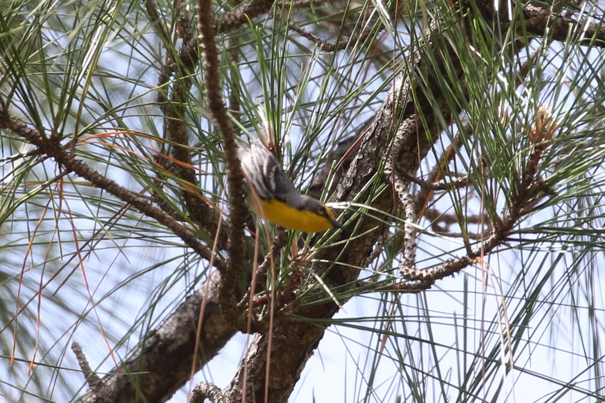 Grace's Warbler - Dave Beeke