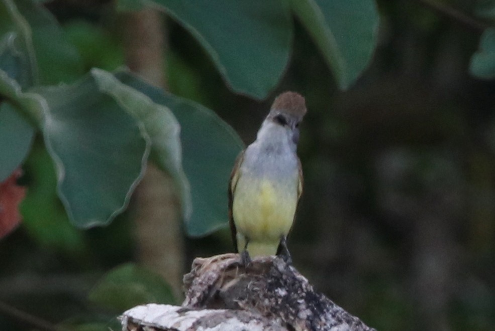 Myiarchus sp. - ML439807941