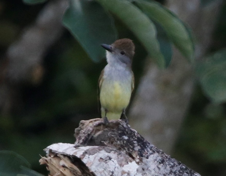 Myiarchus sp. - ML439807951