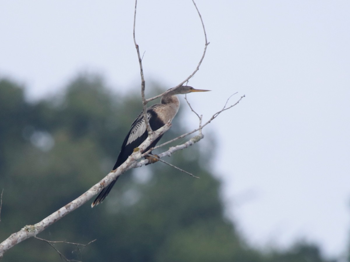 Anhinga - ML439808281