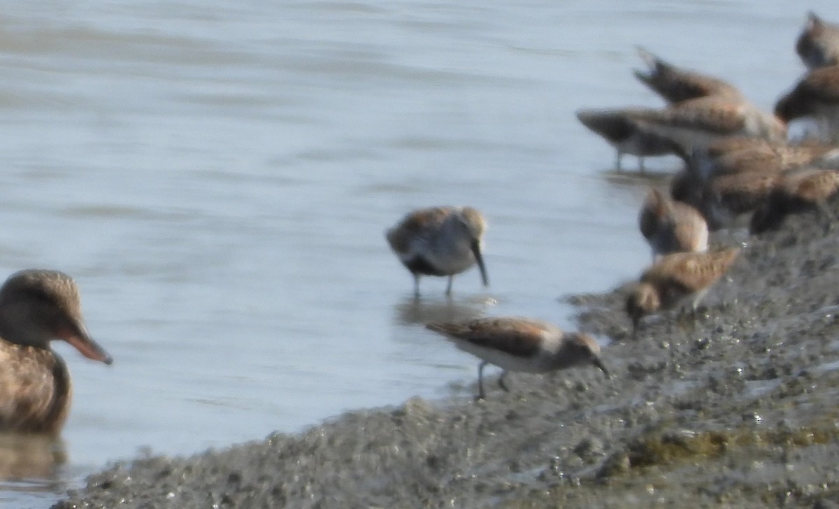 Dunlin - ML439808371