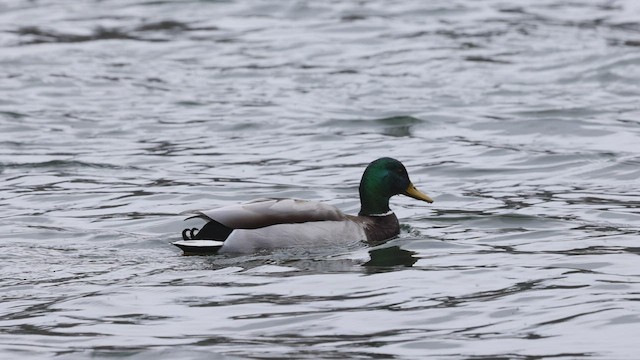 Canard colvert - ML439808391