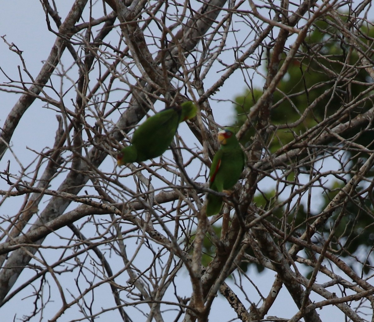 White-fronted Amazon - ML439808481