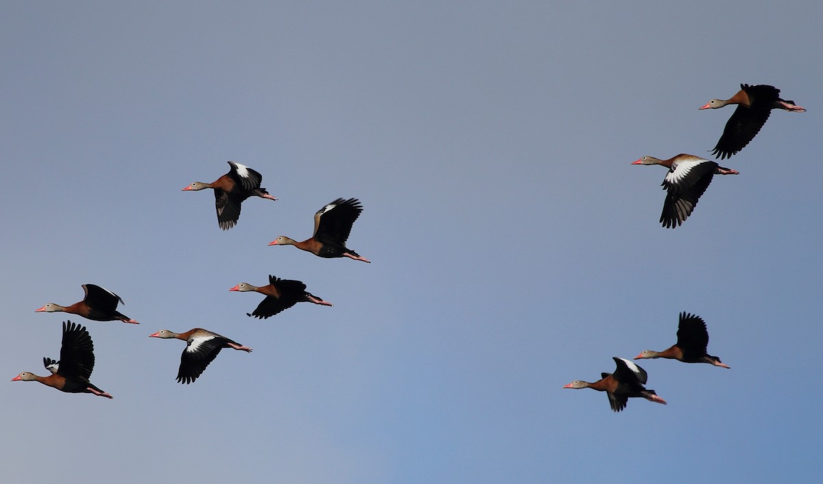 Black-bellied Whistling-Duck - ML439808711
