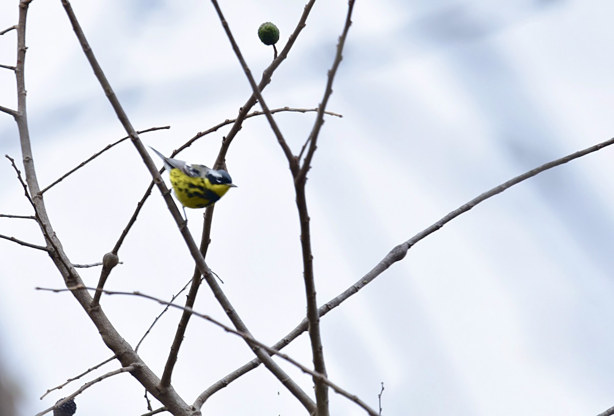 Magnolia Warbler - Romel Romero