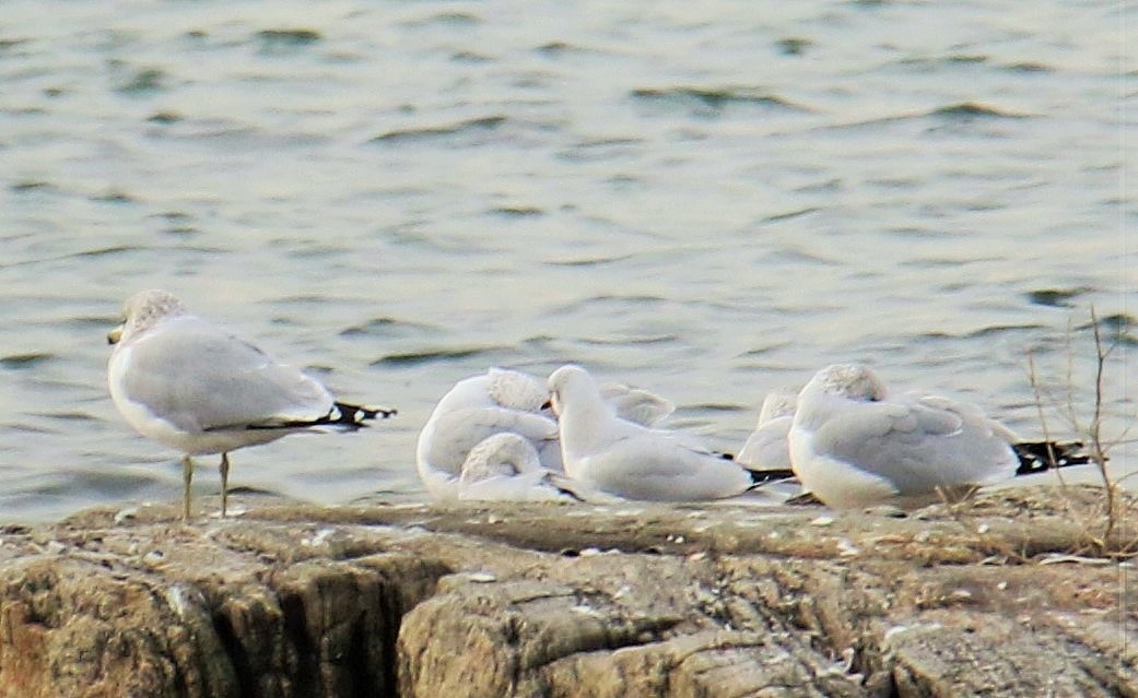 Хүрэн толгойт цахлай - ML43980951