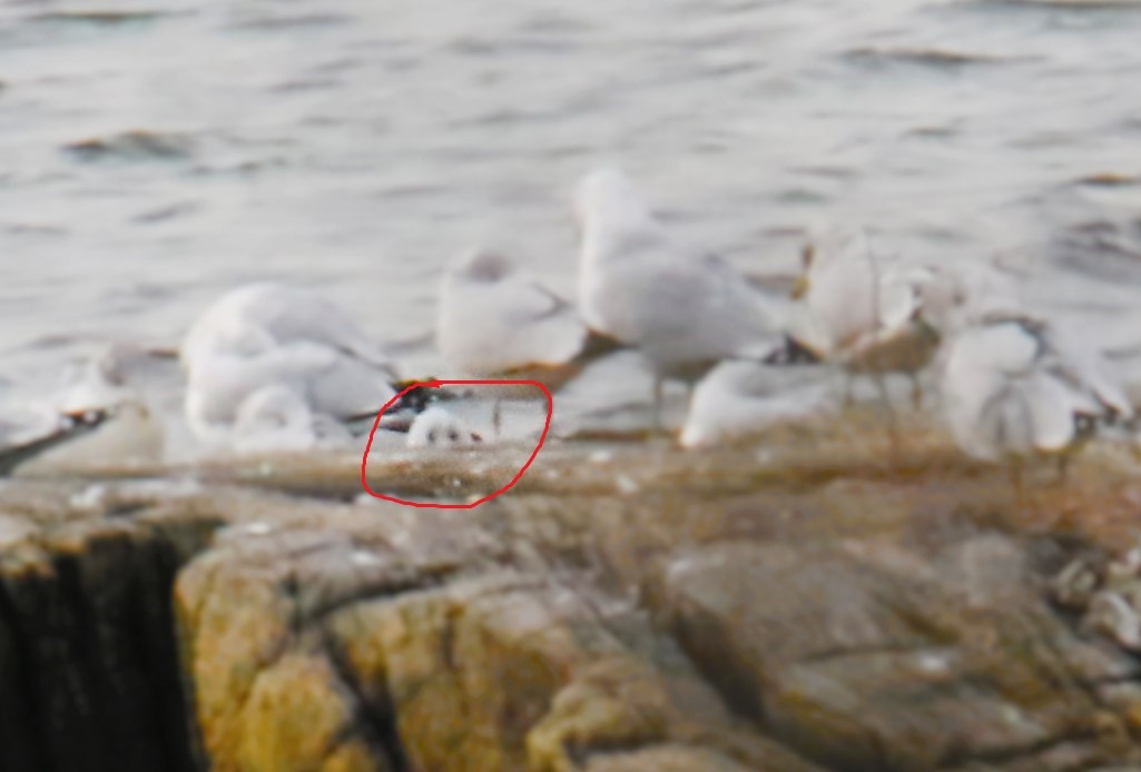 Хүрэн толгойт цахлай - ML43980971