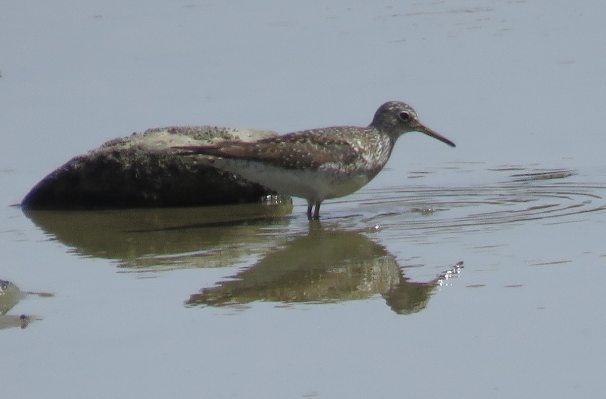 Solitary Sandpiper - ML439810081