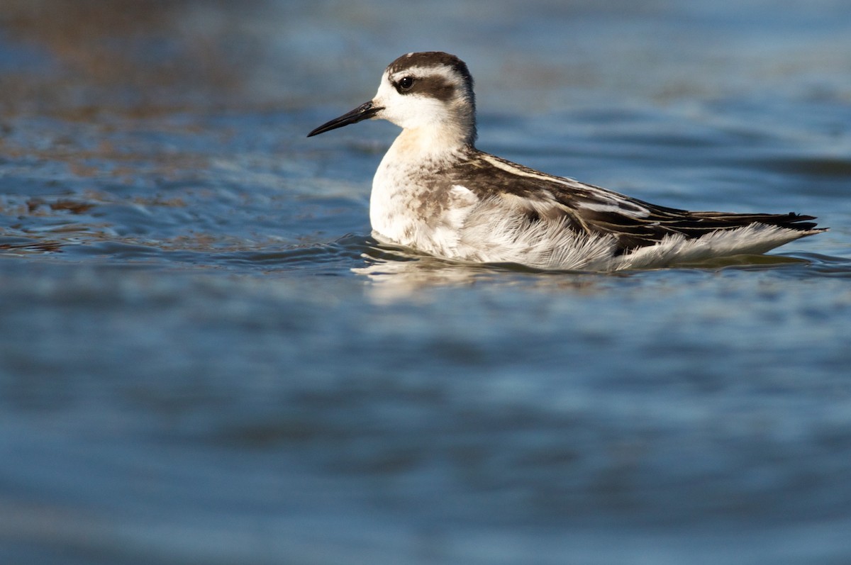 Red-necked Phalarope - Amanda Guercio