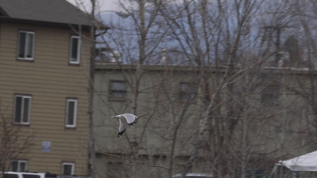 Ring-billed Gull - ML439810791