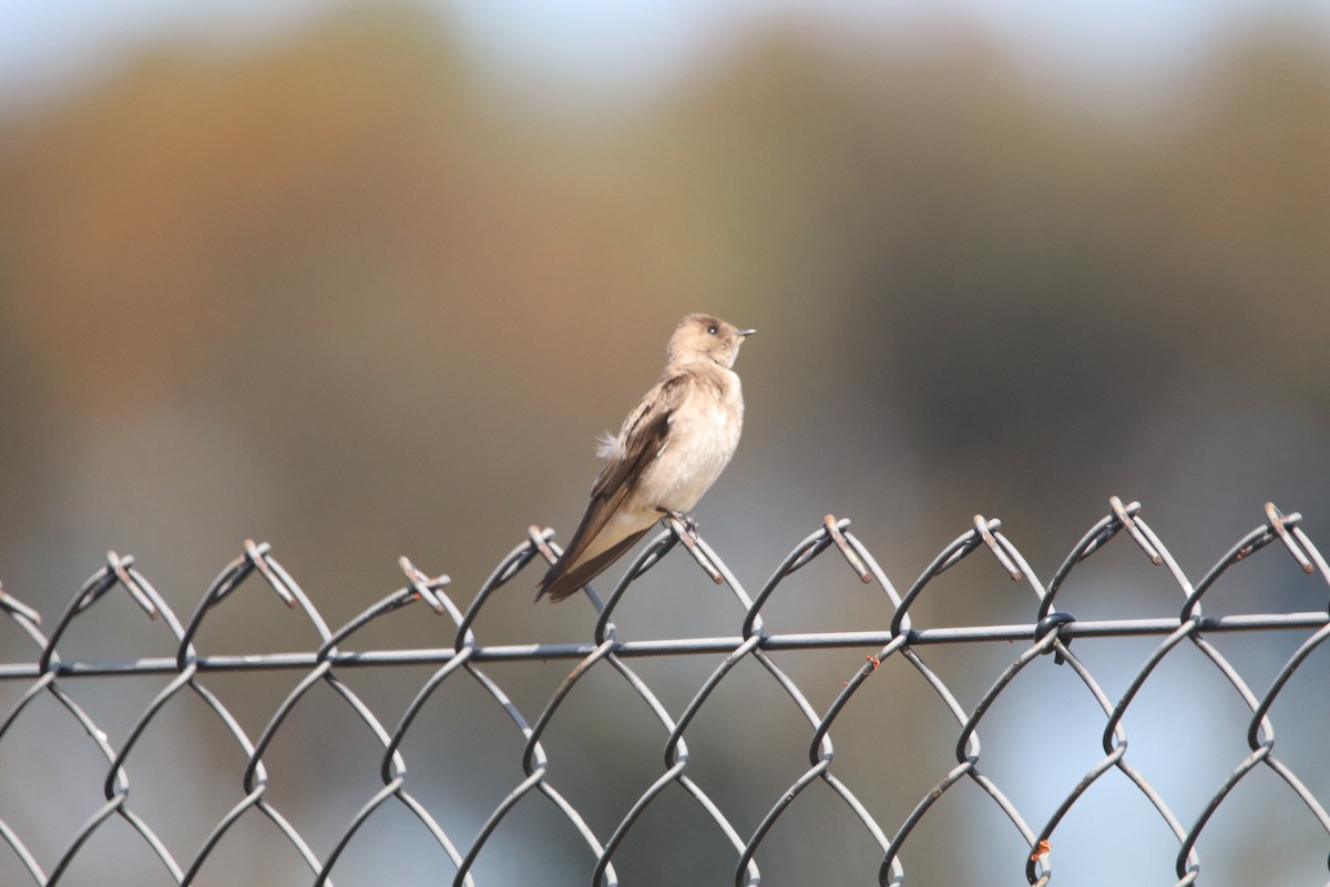 Northern Rough-winged Swallow - ML439811351