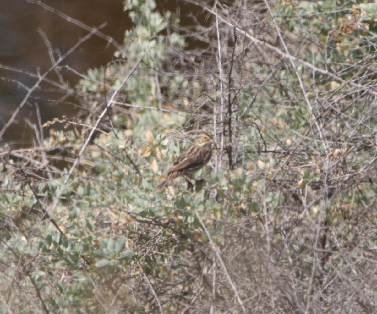 Savannah Sparrow - ML439811751