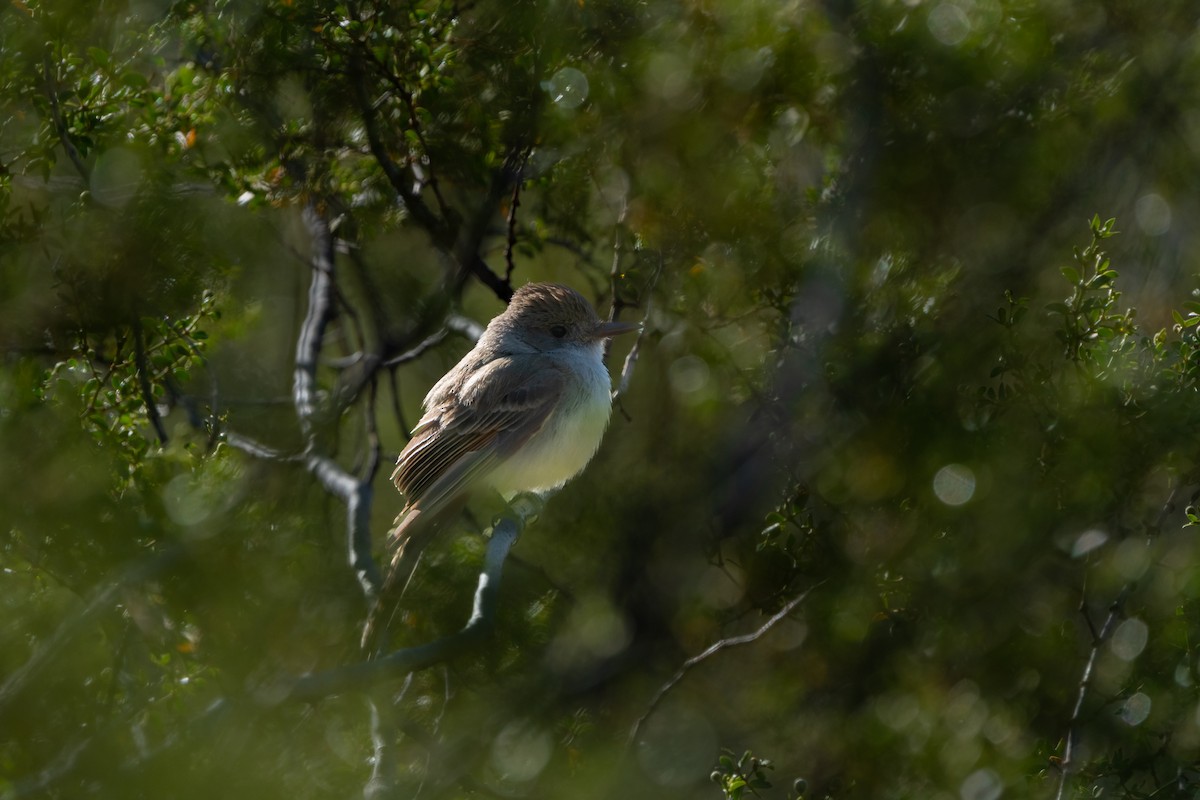 Dusky-capped Flycatcher - ML439813071