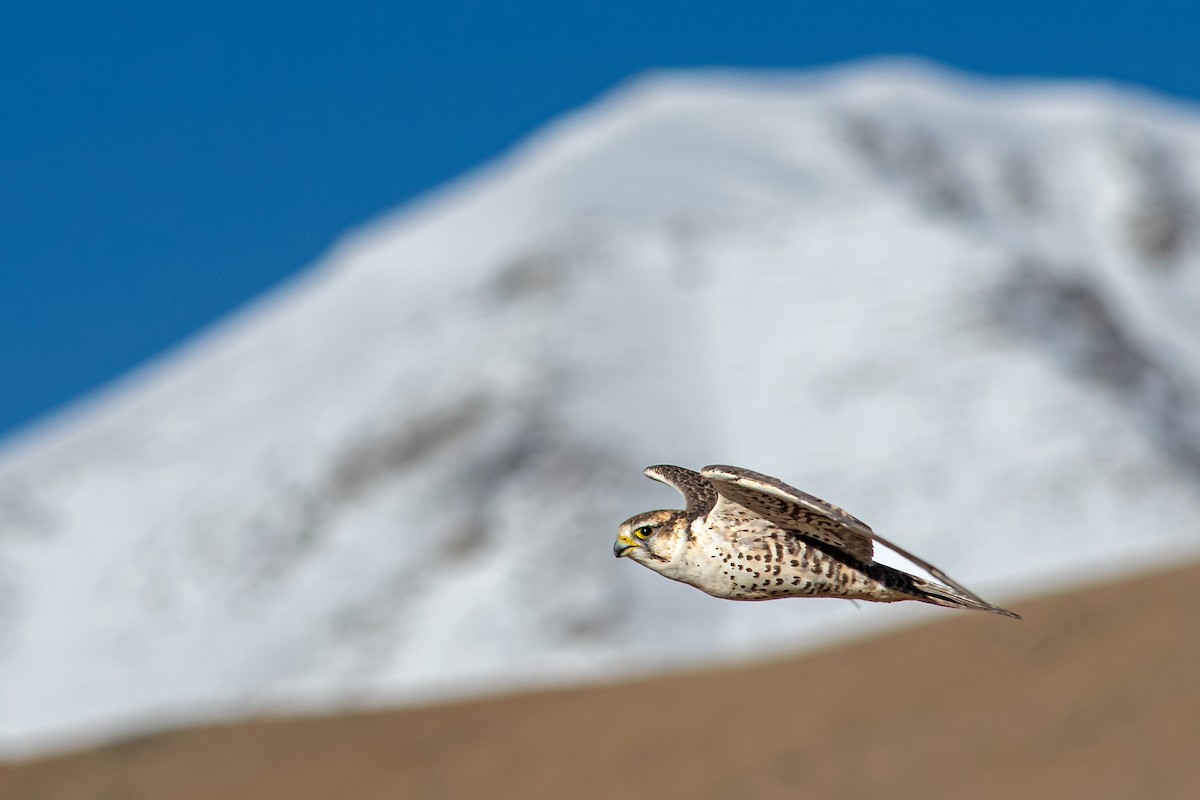 Балобан - ML439813201