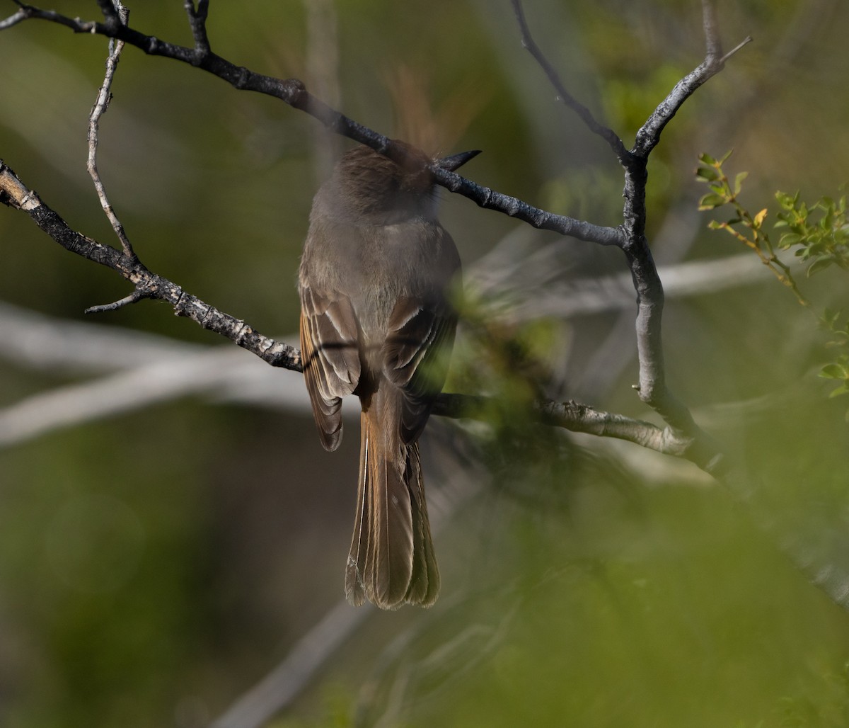 Dusky-capped Flycatcher - Lisa Thompson