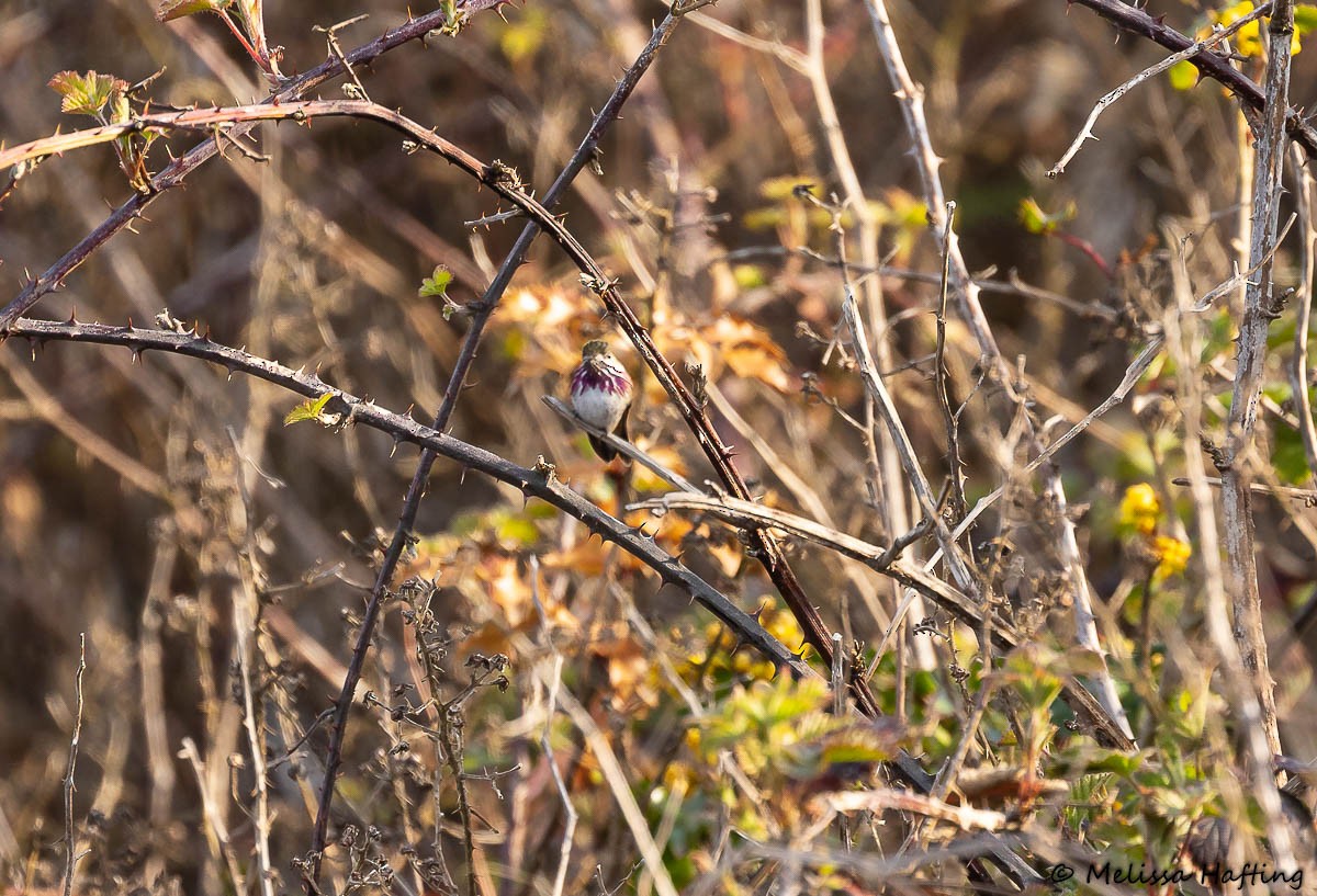 Calliope Hummingbird - ML439814491