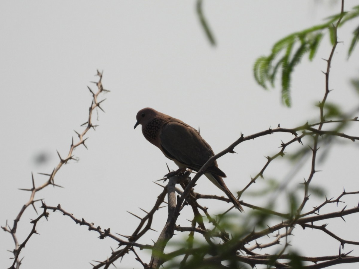 Laughing Dove - ML439815251