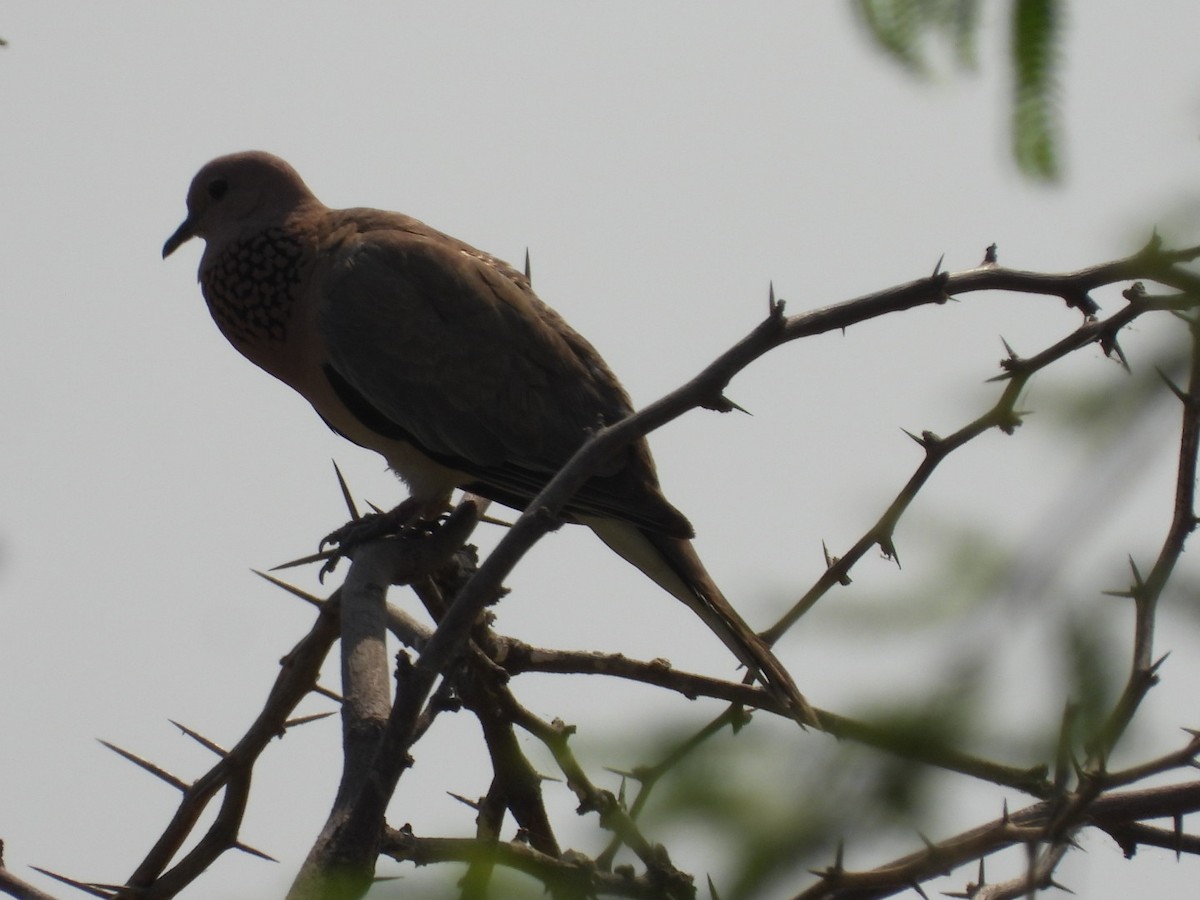 Laughing Dove - ML439815271