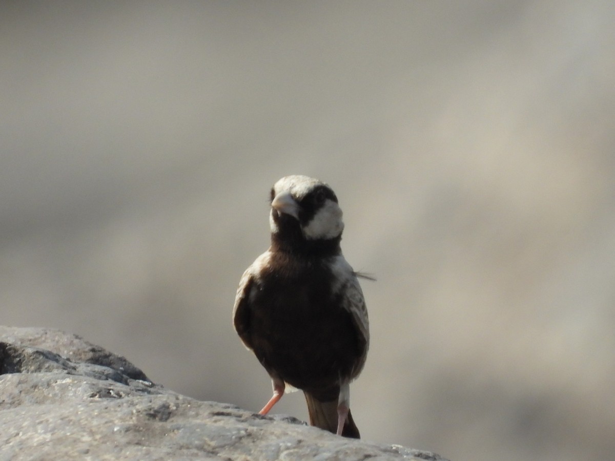 Ashy-crowned Sparrow-Lark - ML439815661