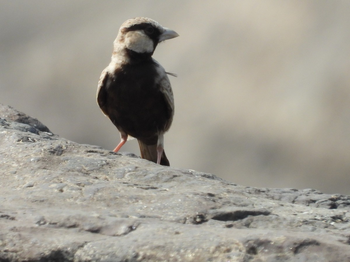 Ashy-crowned Sparrow-Lark - ML439815671