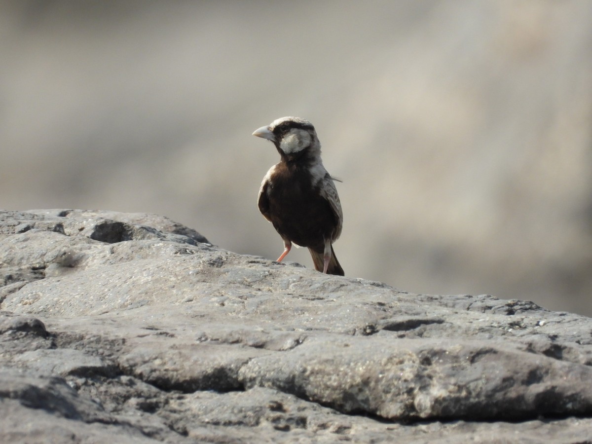 Ashy-crowned Sparrow-Lark - ML439815691