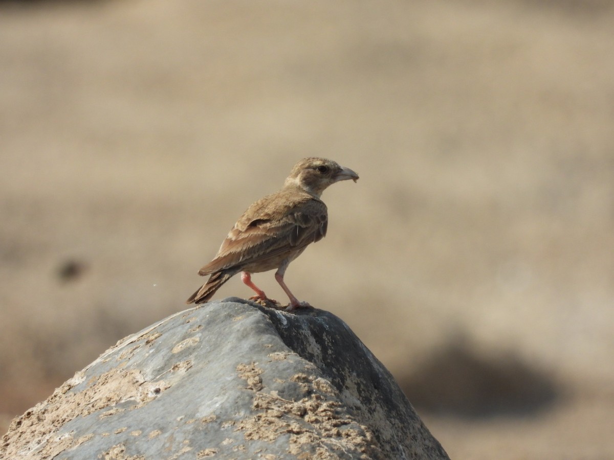 Ashy-crowned Sparrow-Lark - ML439815711