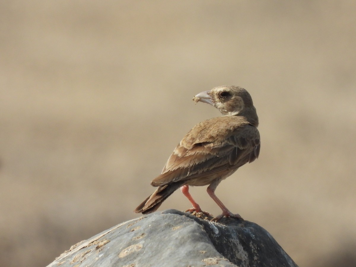 Ashy-crowned Sparrow-Lark - ML439815721