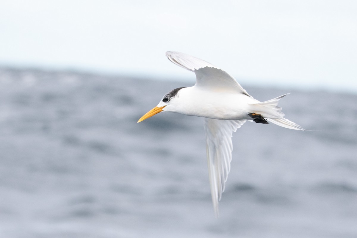 Great Crested Tern - ML439816931